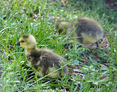 [TWo fuzzy yellow and brown goslings are wandering through the grass that is taller than them. The far one has its head bent to the ground while the other one is upright.]